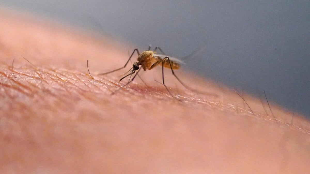 Centrum pre prevenciu a kontrolu chorob zaznamenalo rekordny pocet chorob prenasanych komarmi