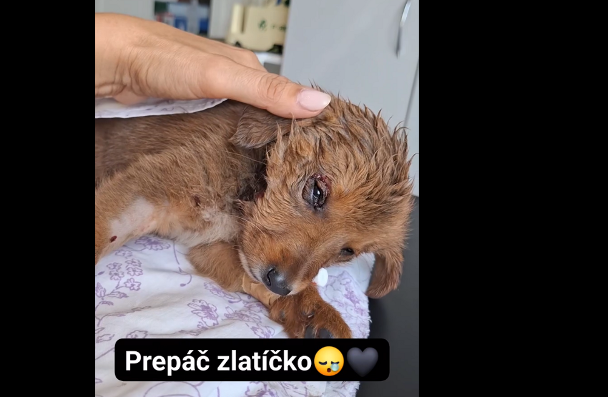Stena nasli s oskalpovanou hlavou veterinar ho uspal