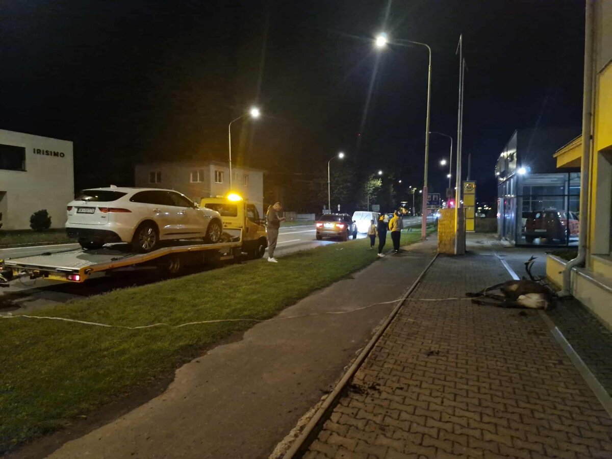 V Ruzomberku vyskocil jelen na cestu vodici sa zrazke vyhnut nestihli