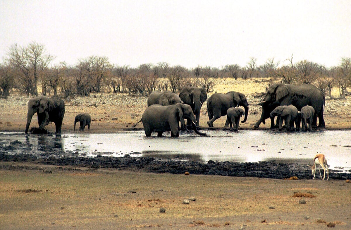 Vlada v Namibii tvrdi ze poziar v narodnom parku Etosha uz nie je aktivny