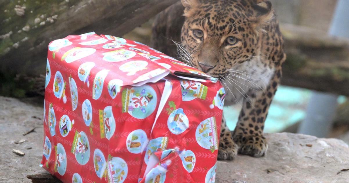 Zvierata z kosickej zoo sa tesili na darceky