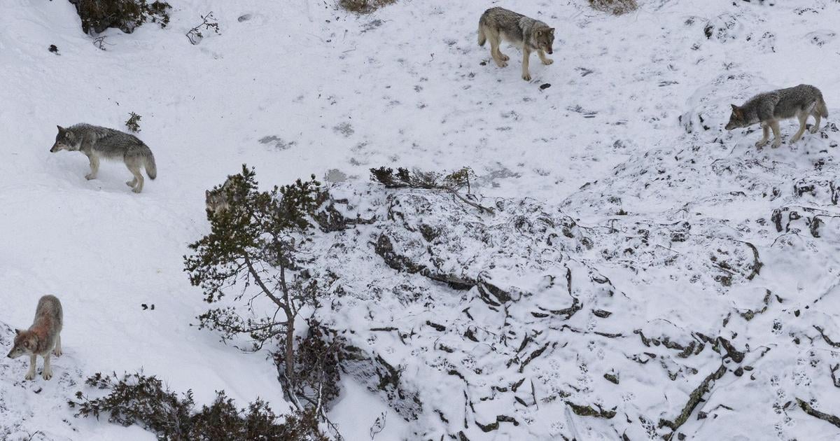Finsko Polovnici v prvy den zrusenia lovu zabili 12 vlkov