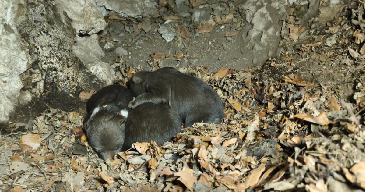 Osirele medviedatka z Velkej Fatry bojuju o prezitie Utok medvedice sa dal predist tvrdi Balaz