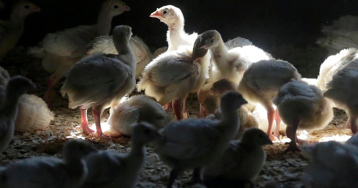 SVPS Na Zahori potvrdili vtaciu chripku u nosnic aj volne zijucich labut