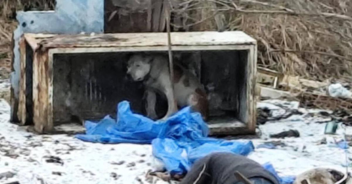 Zubozheny zivoril v rozpadnutej chladnicke Cakaju co s nim bude dalej