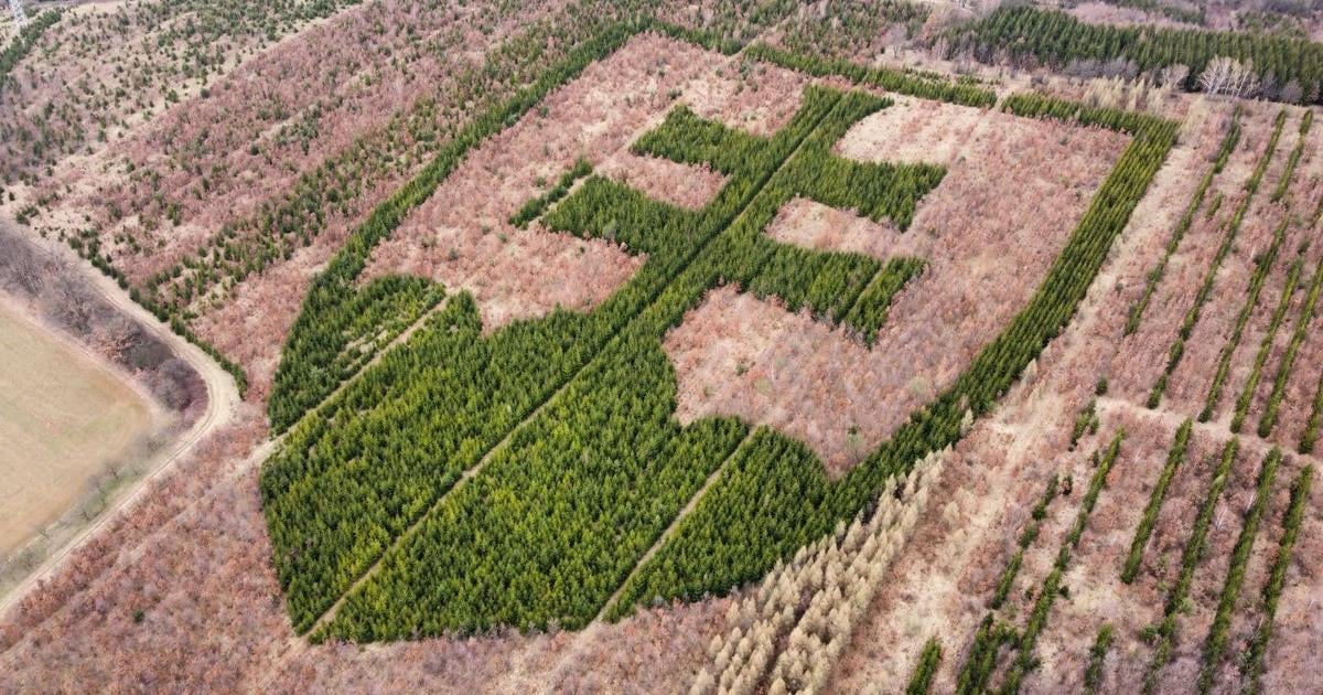 rarita o ktorej ste pravdepodobne netusili statny znak v horovciach vysadil zanieteny dobrovolnik
