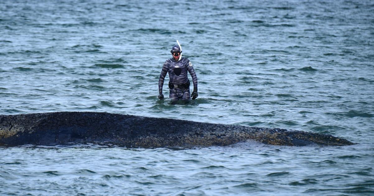 Ochrari na severe Nemecka iniciovali dalsi pokus o zachranu uviaznutej velryby