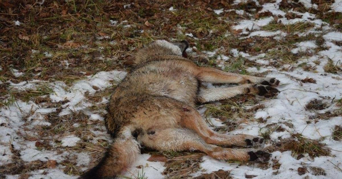 Polovnik dostal pokutu 20 eur za nezakonny odstrel vlka Ochranari Je to vyismech
