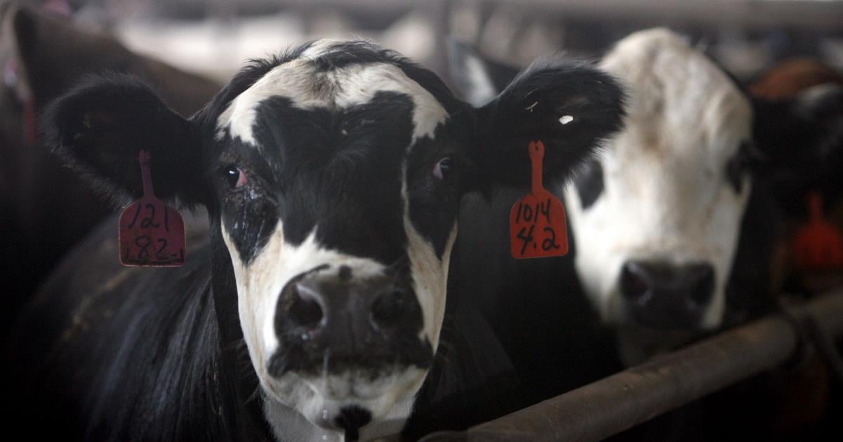 Rusko reorganizuje vyrobu veterinarnych vakcin ako reakciu na epidemiu pasteurelozy