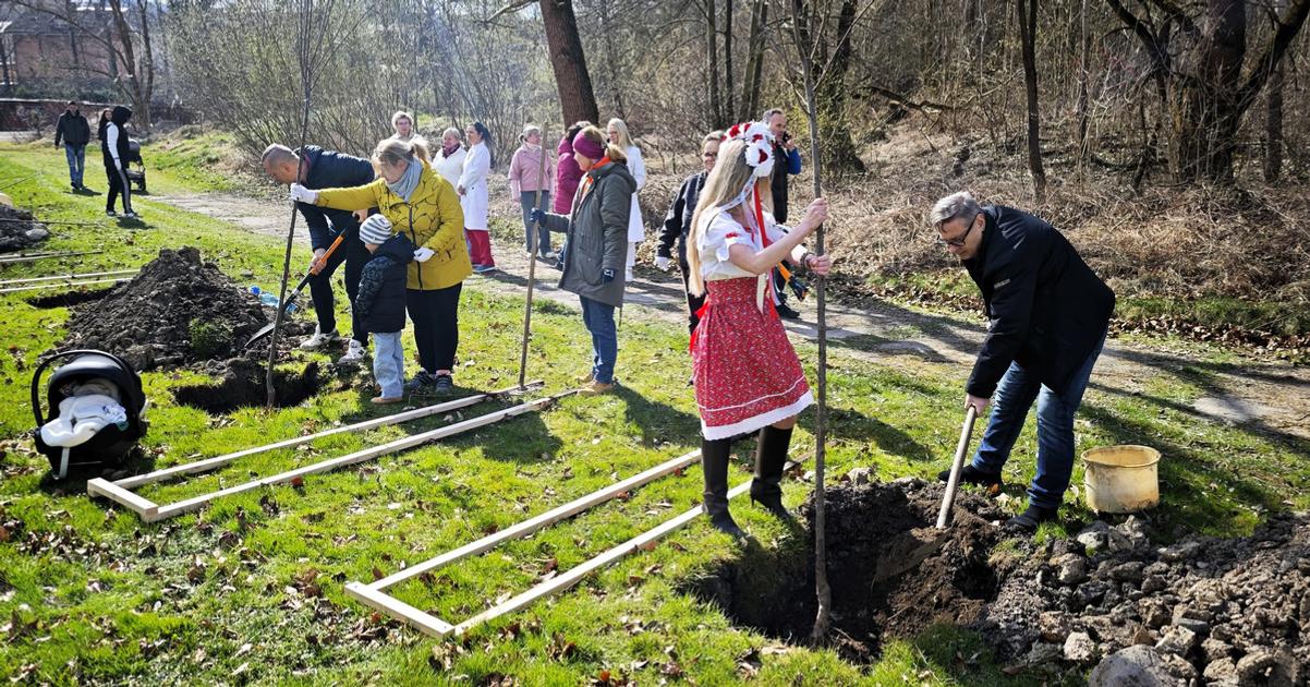 Zdravotnici odlozili plaste a zobrali ryle Pri nemocnici vysadili srdce z ceresni