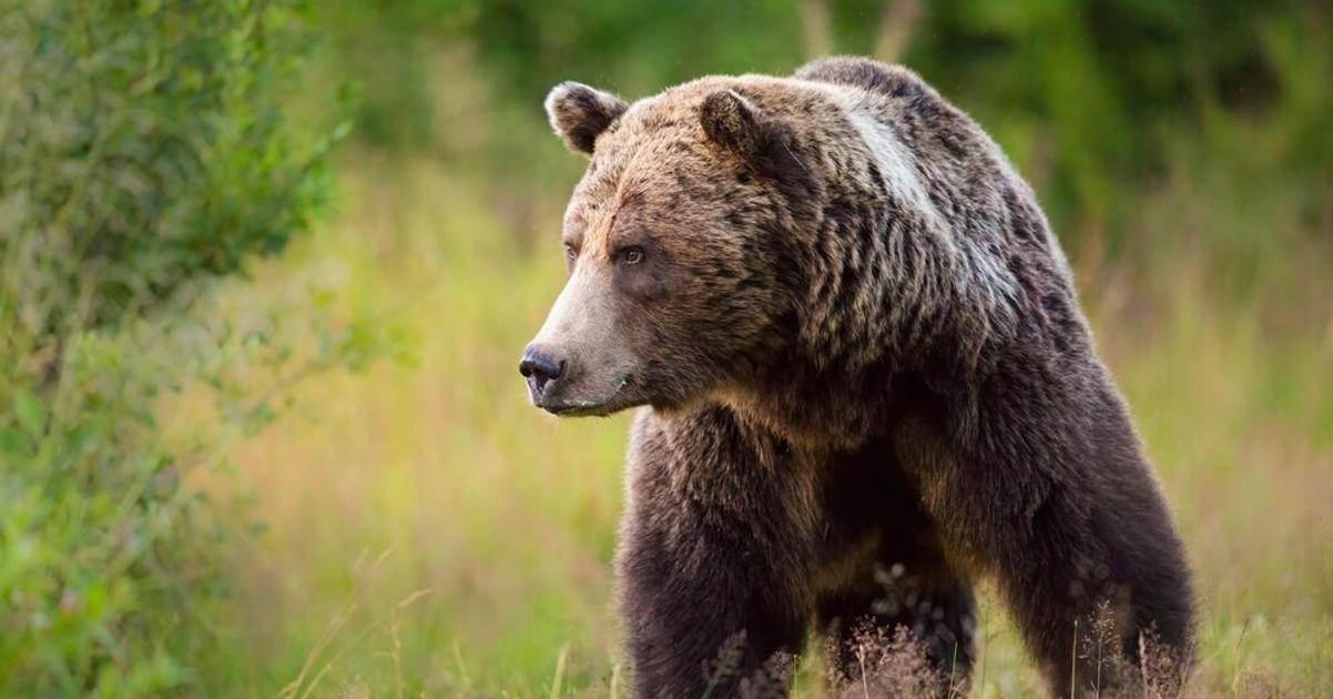 Po dvoch medveďoch zazreli ďalšie tri. Obec za týždeň vydala až tri varovania. 2 po dvoch medvedoch zazreli dalsie tri obec za tyzden vydala az tri varovania