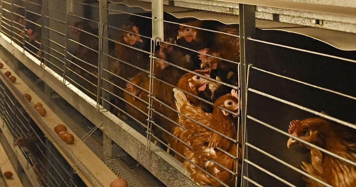 Aktivisti požadujú okamžitý zákaz chovu v klietkach. 2 Aktivisti pozaduju okamzity zakaz chovu v klietkach
