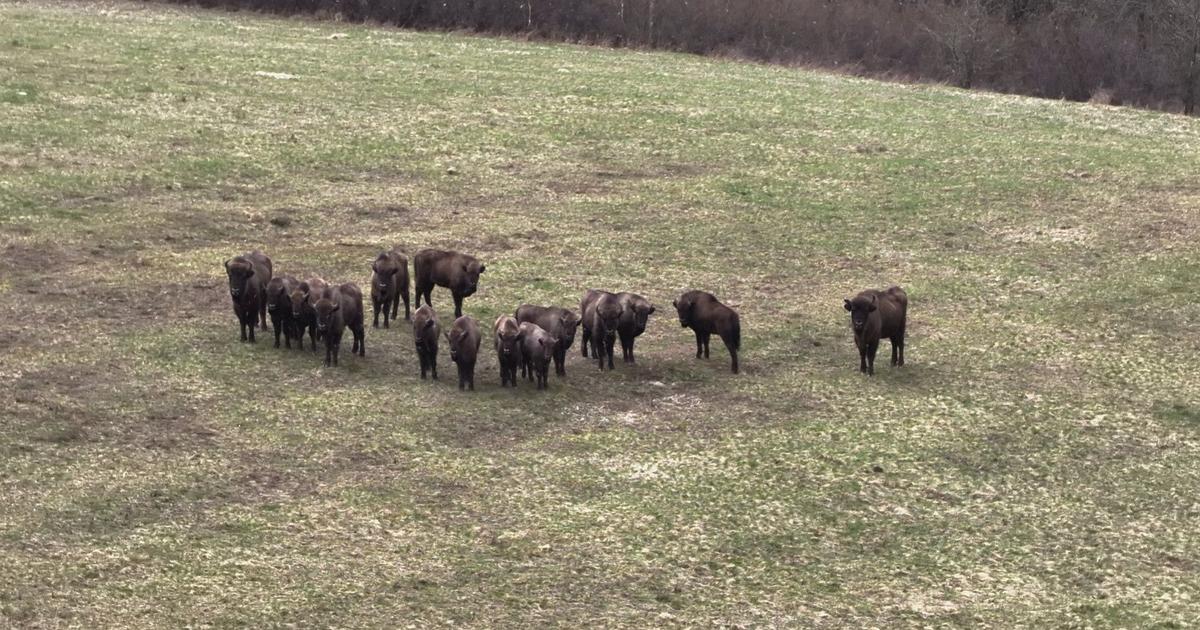 Každý samec má svoju oblasť. Zubry v Poloninách počas horúčav hľadajú tieň a vyššie polohy. 4 Kazdy samec ma svoju oblast Zubry v Poloninach pocas horucav hladaju tien a vyssie polohy