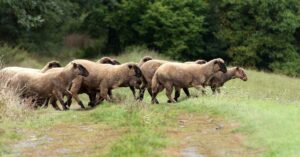 Ochraniari a farmari vratili hospodarske zvierata na viac ako 115 lokalit