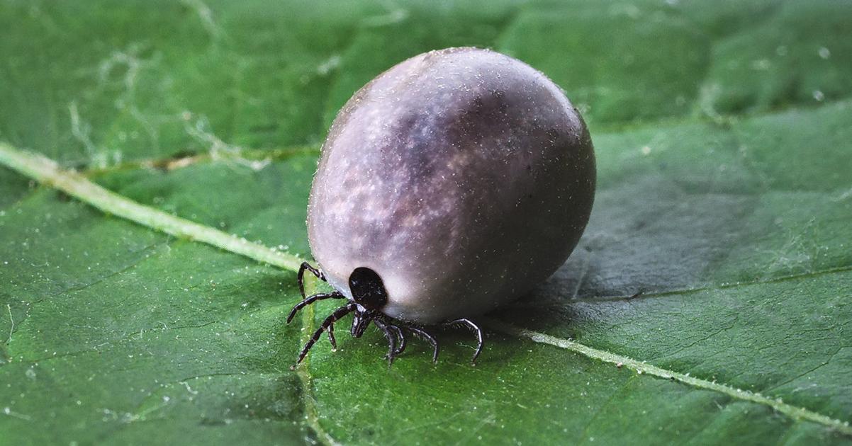 Klieste stracaju prevahu Europa moze ziskat prelomovu vakcinu proti borelioze
