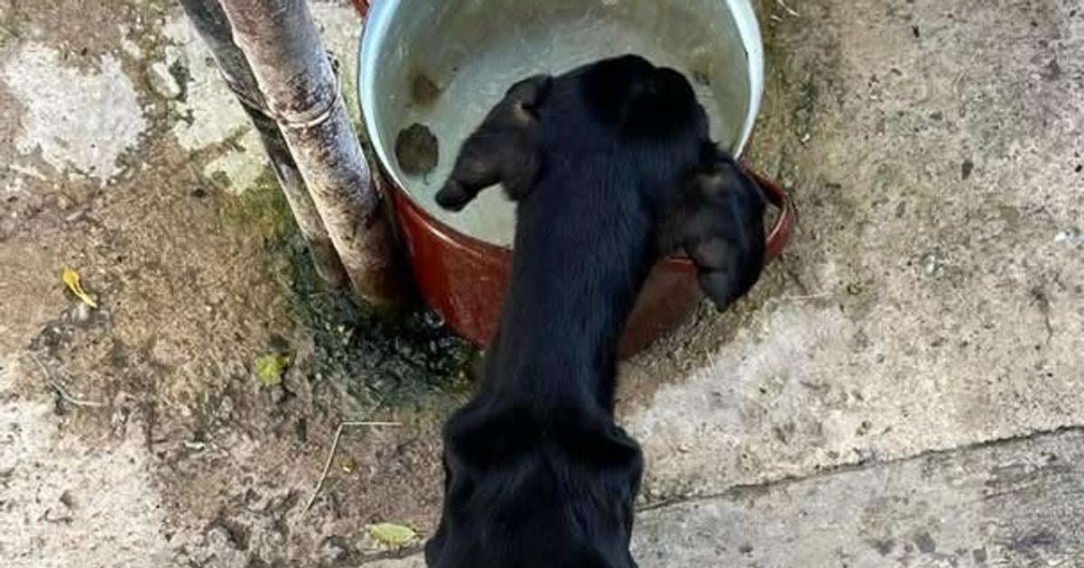 Nechal psa vyhladovat sud ho poslal do vezenia zubozene zviera zachranil majitel domu vsimol si ho v okne