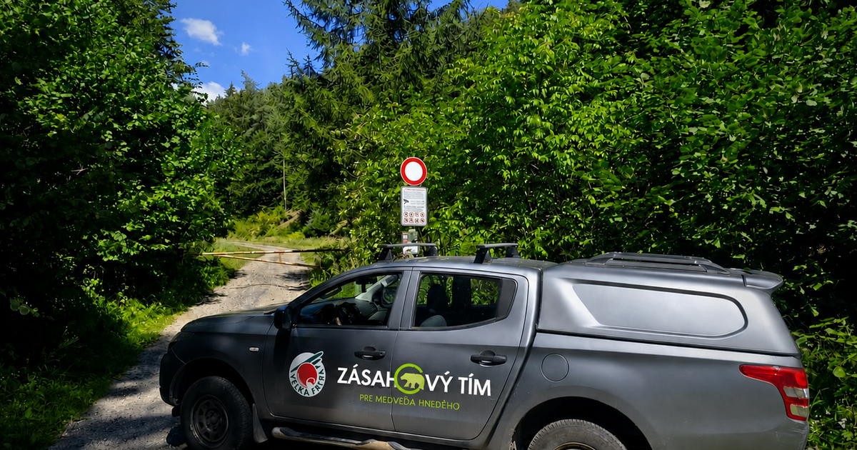 Utocicu medvedicu pri Turanoch zastrelili aj s dvoma mladatami