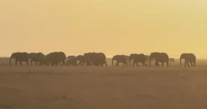 Botswana plánuje odstrel 23 slonov pre ochranu ľudí