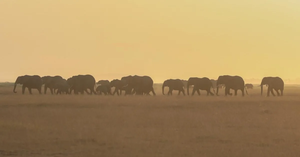 Botswana plánuje odstrel 23 slonov pre ochranu ľudí