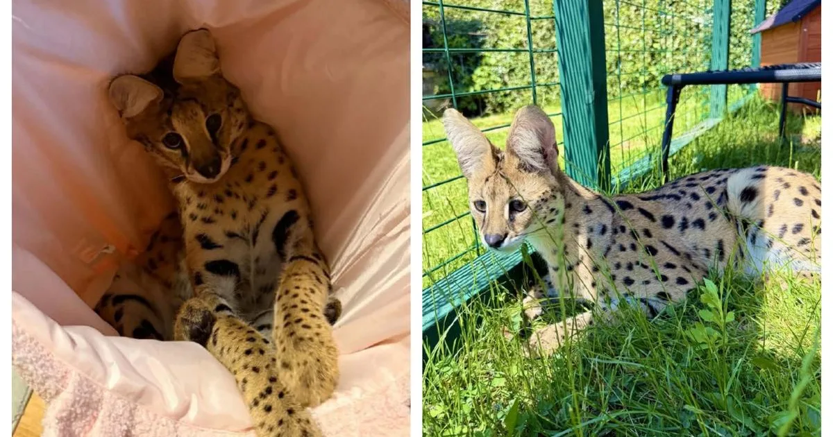 Kocúra Kofiho vyhnali z mesta. Poslanci sa obávajú: dnes serval, zajtra krokodíl