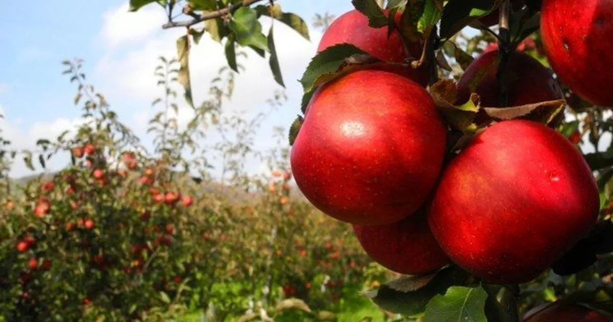 Pestovatelia ovocia a zeleniny v EÚ čelia tlaku obchodníkov a pravidiel