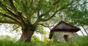 Stredoslovenská lipa má 570 rokov, jej príbeh zaujal celé Slovensko