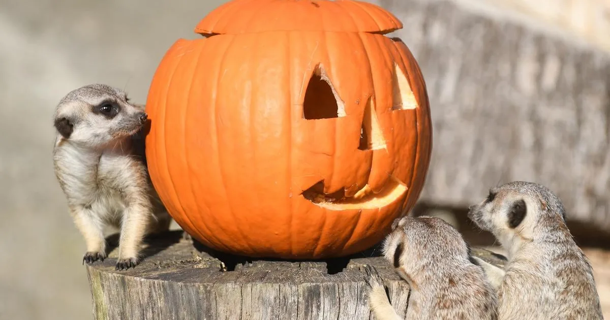 Tekvice sa postupne stávajú jesenným biznisom