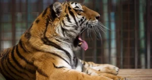 Tiger v anglickej zoo vážne zranil jedného muža