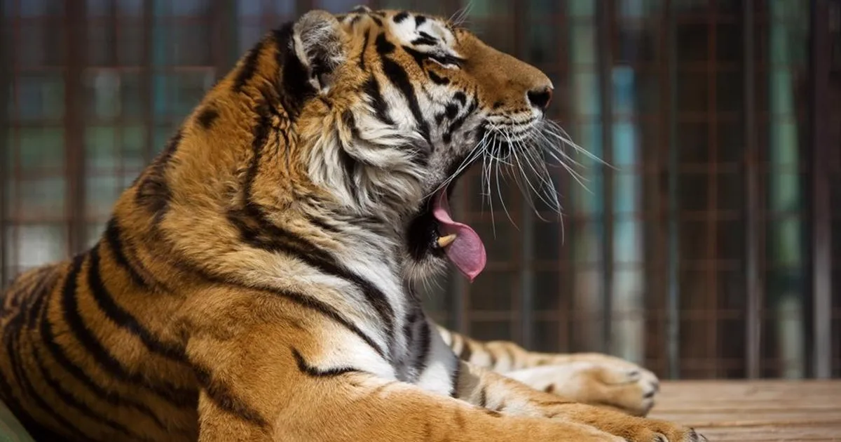 Tiger v anglickej zoo vážne zranil jedného muža 2 Tiger v anglickej zoo vážne zranil jedného muža